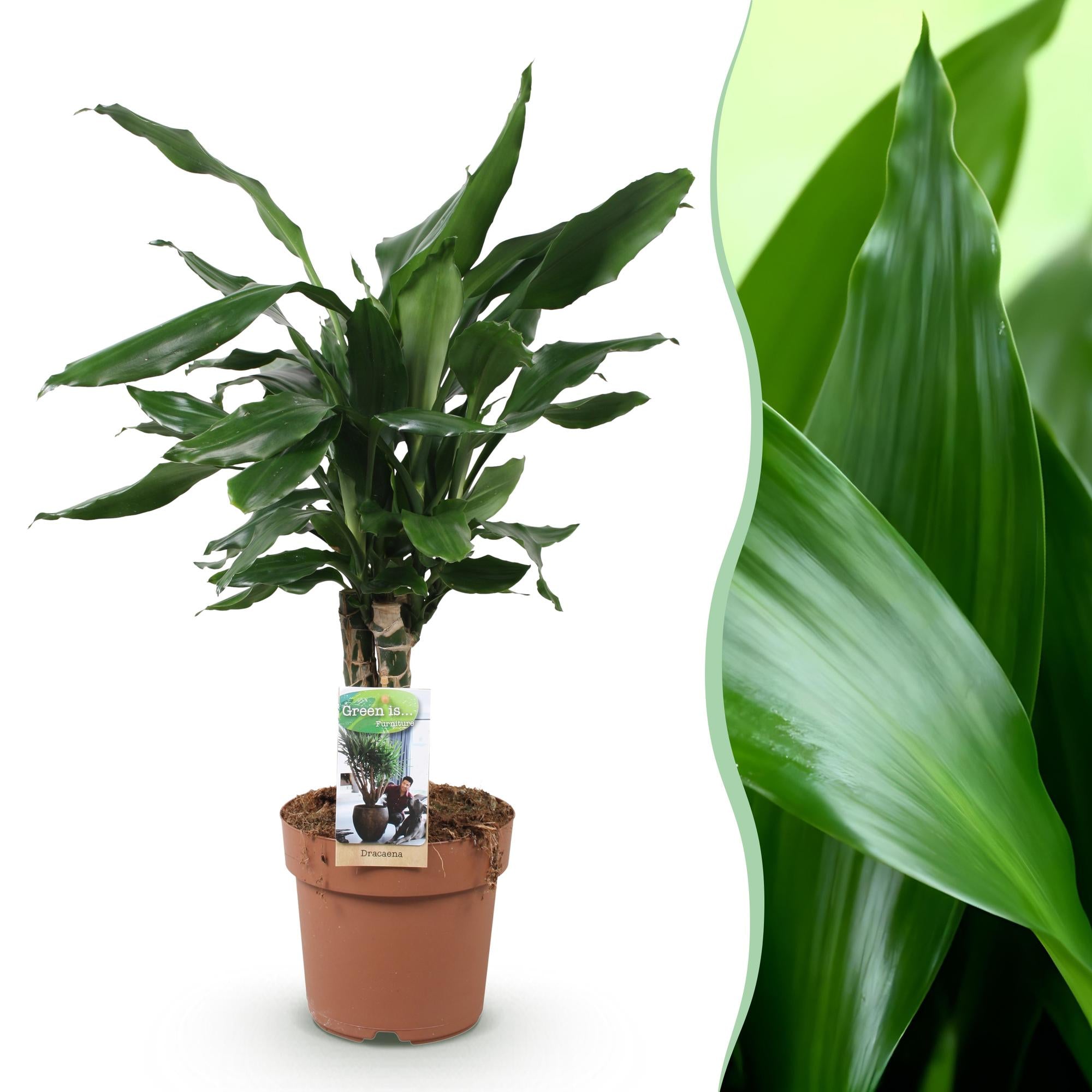 Green is... Kamerplanten - Dracaena fragrans Steudneri - Drakenbloedboom - Weinig onderhoud - Groen - 1 Plant - Pot 17cm - Hoogte 50-55cm
