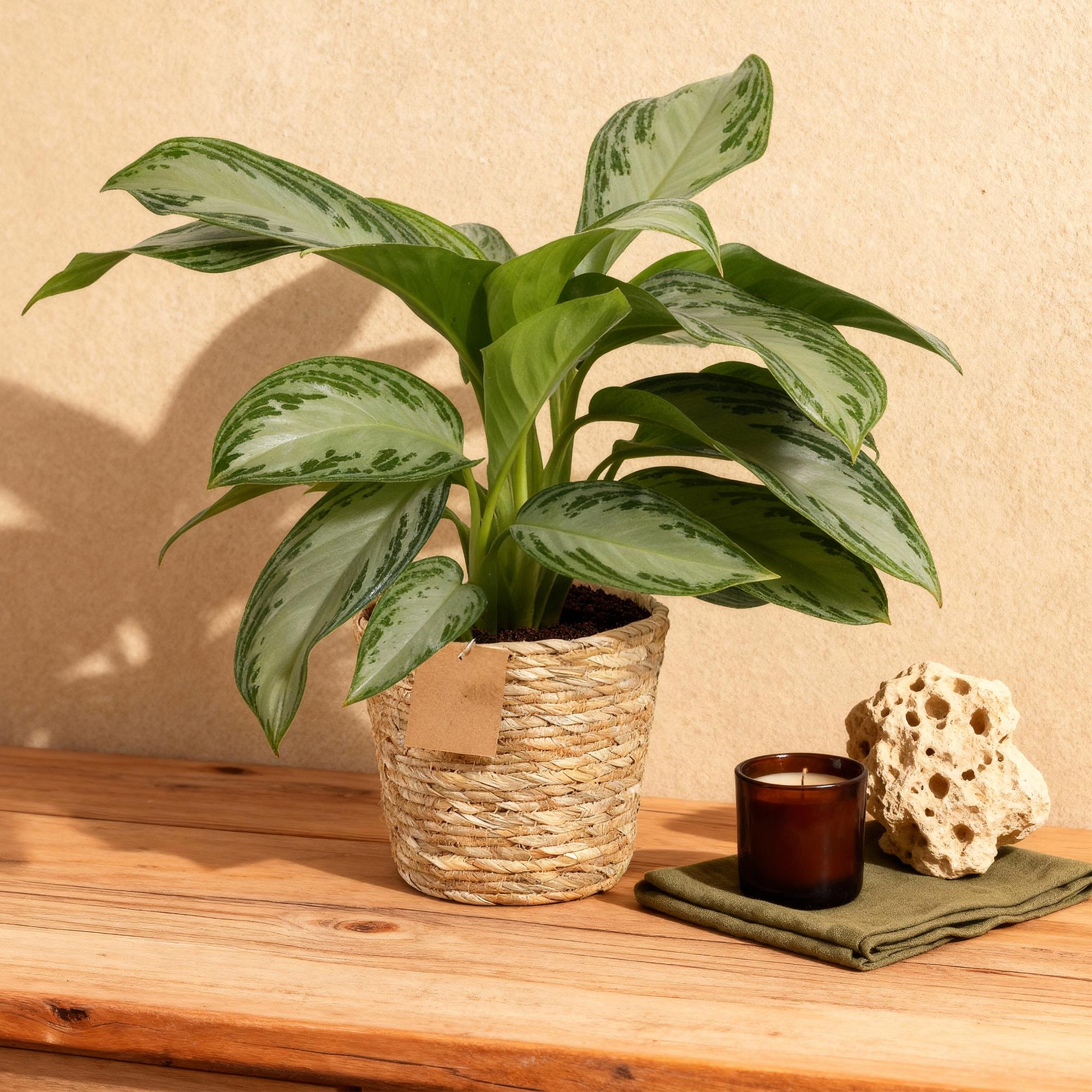 Green is... Kamerplanten - Aglaonema Silver Bay - Zilverblad - Weinig onderhoud - met mand - Groen - 2 Planten - Pot 17cm - Hoogte 70-75cm