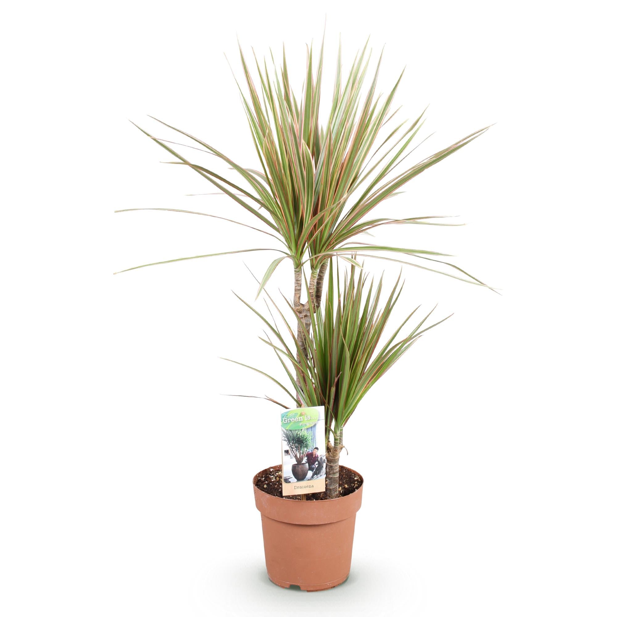 Green is... Kamerplanten - Dracaena Marginata Bicolor - Drakenbloedboom - Weinig onderhoud - Groen - 1 Plant - Pot 17cm - Hoogte 70-75cm