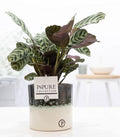 Ctenanthe Burle Marxii In Illusion Cer. - Ø12cm - ↕25cm