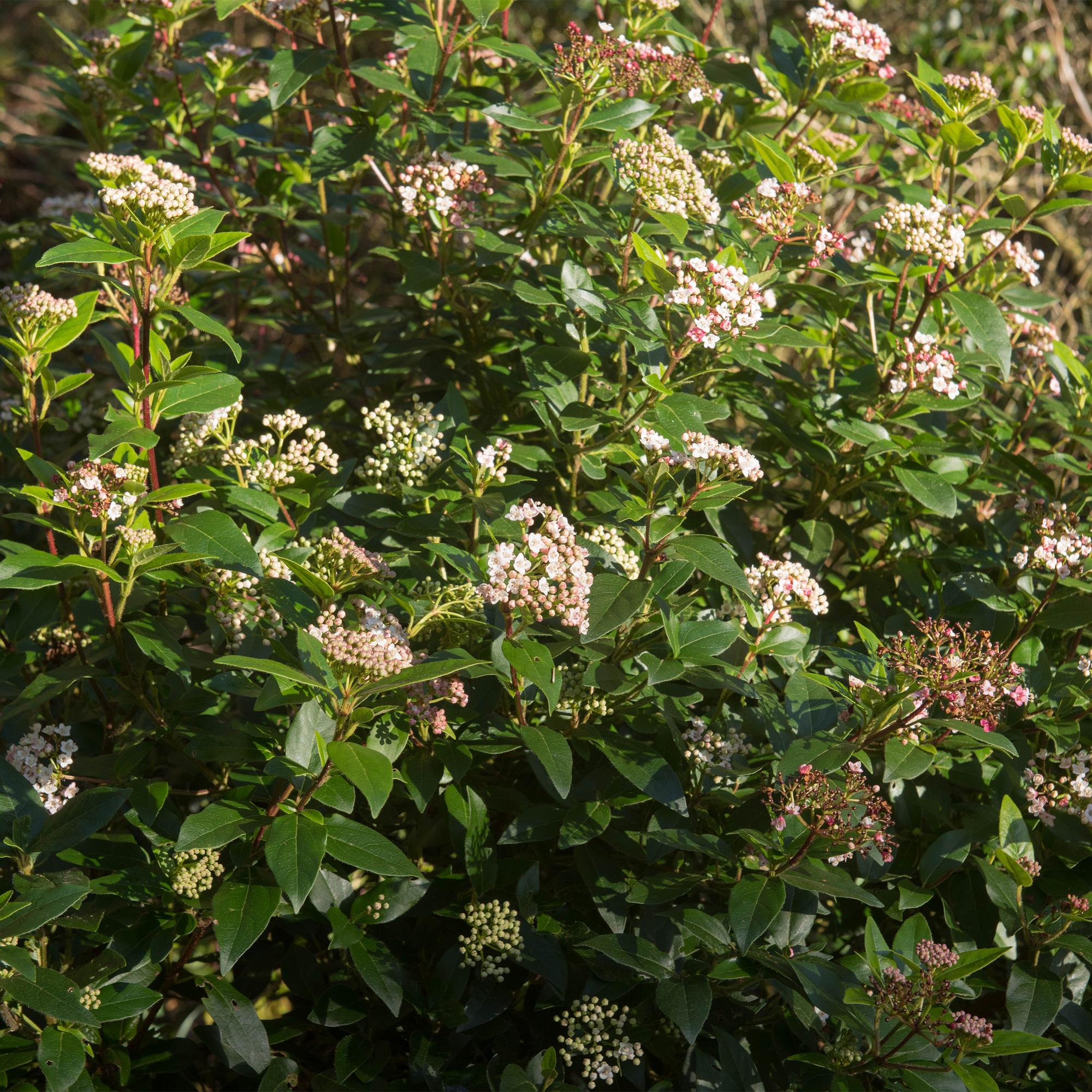 Plant op Stam - Viburnum tinus Eve Price - Terras Plant - Bladhoudend - Winterhard - Wit-Roze Bloem - Pot 19cm Hoogte 90cm