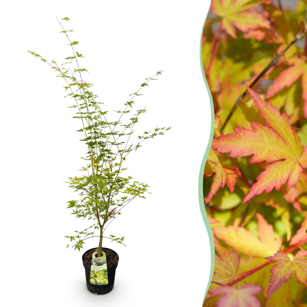 Tuinplant - Acer palmatum Sangokaku - Japanse Esdoorn - Bladverliezend - Groen - 1 - Pot 26cm - Hoogte 90cm