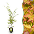 Tuinplant - Acer palmatum Sangokaku - Japanse Esdoorn - Bladverliezend - Groen - 1 - Pot 26cm - Hoogte 90cm