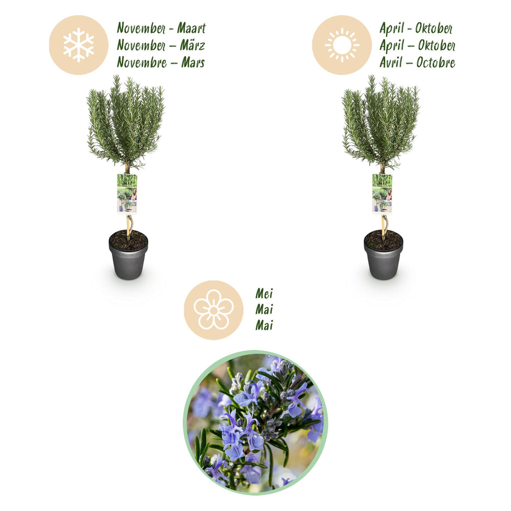 Plant op Stam - Rosmarinus officinalis - Terras Plant - Bladhoudend - Winterhard - Paarse Bloem - Pot 19cm Hoogte 90cm