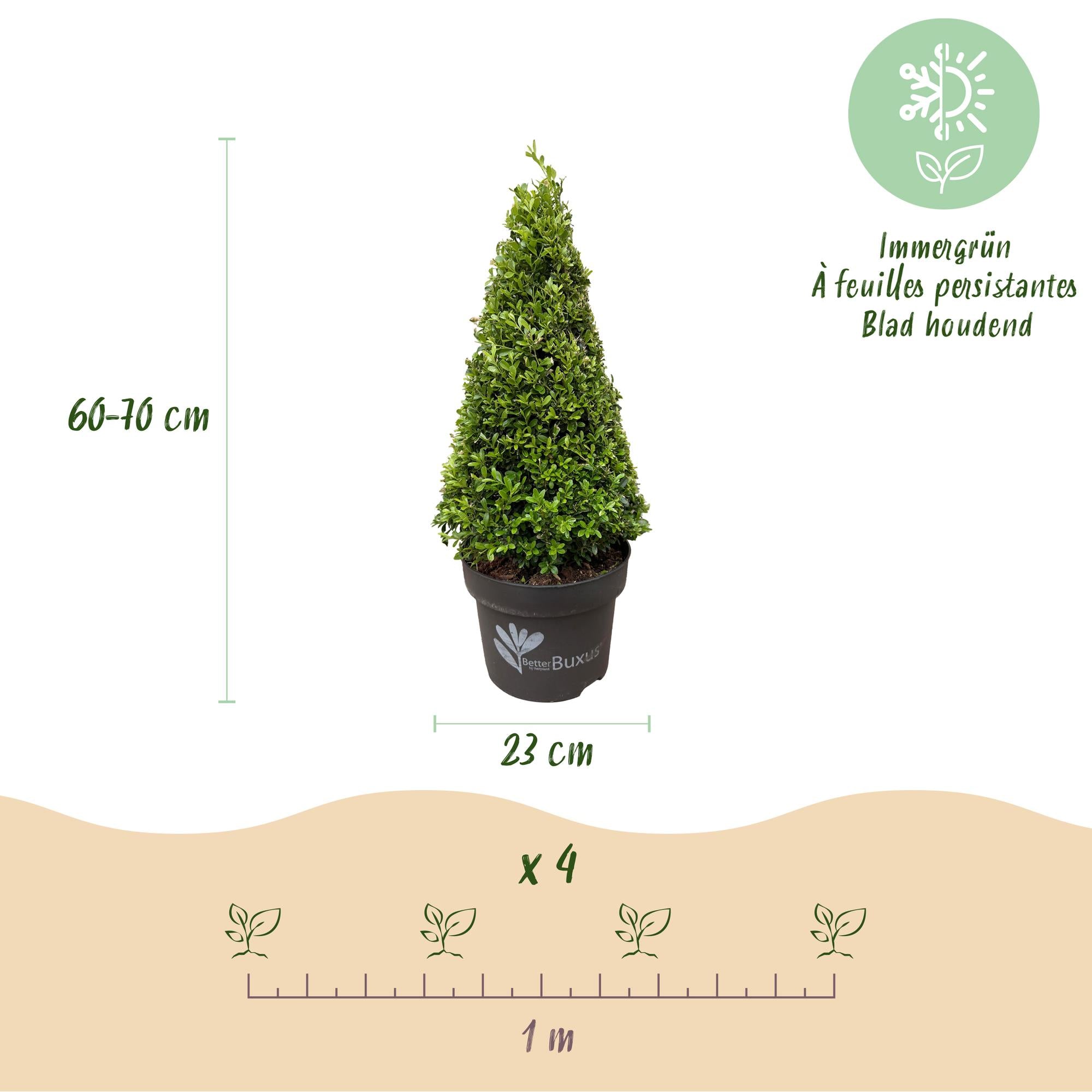 Buxus Pyramide - BetterBuxus Skylight - Resistant tegen de Buxus Schimmel - 1 Plant - Pot 23cm Hoogte 60-70cm