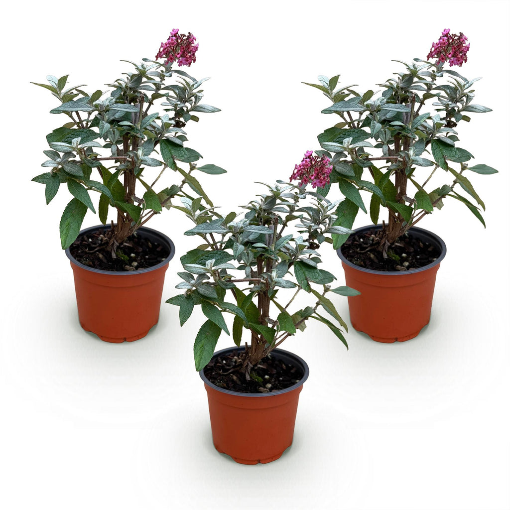 Tuinplant - Buddleja davidii Butterfly Candy Little Ruby - Vlinderstruik - Compact - Rood - 3 Planten - Pot 12cm - Hoogte 20-25cm