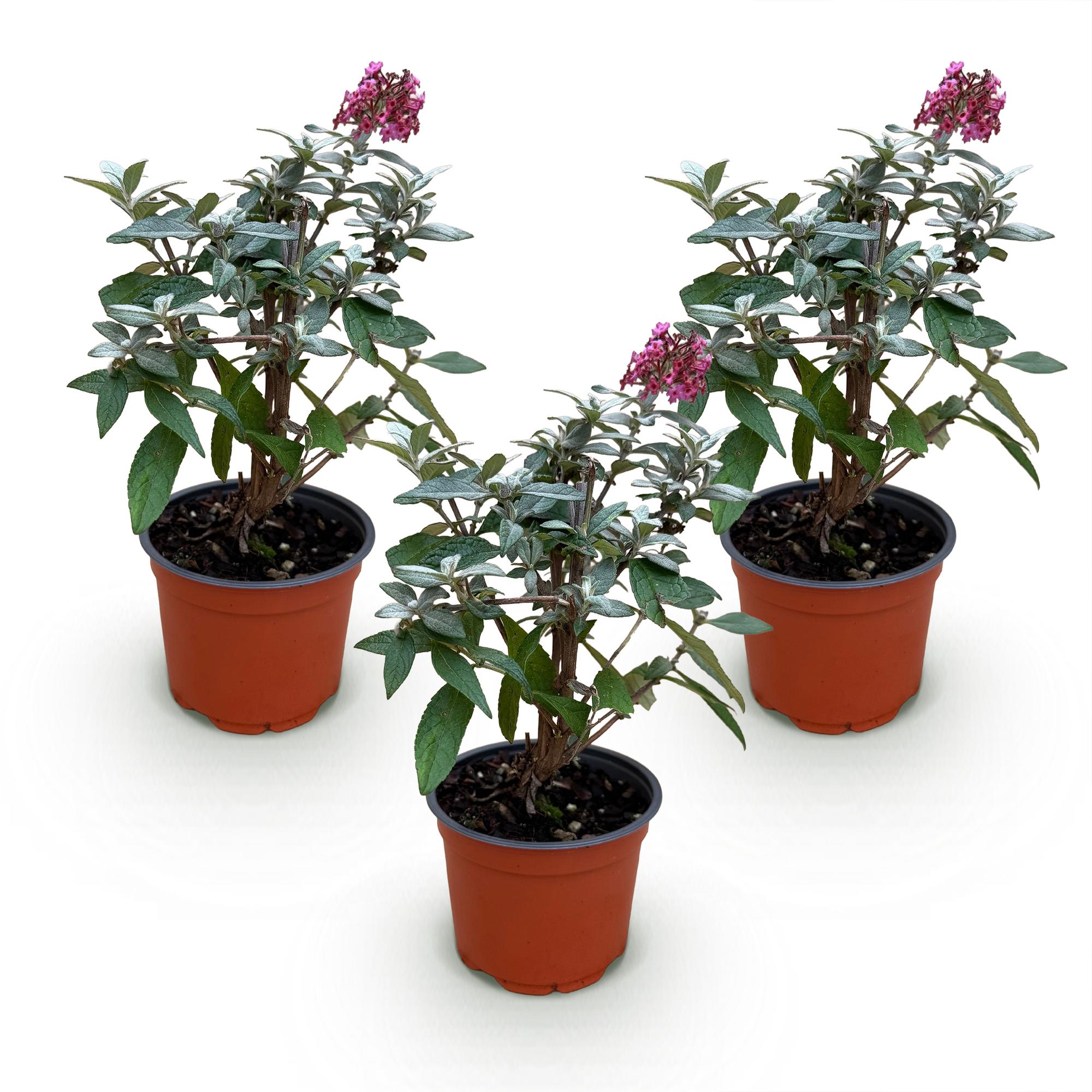 Tuinplant - Buddleja davidii Butterfly Candy Little Ruby - Vlinderstruik - Compact - Rood - 3 Planten - Pot 12cm - Hoogte 20-25cm