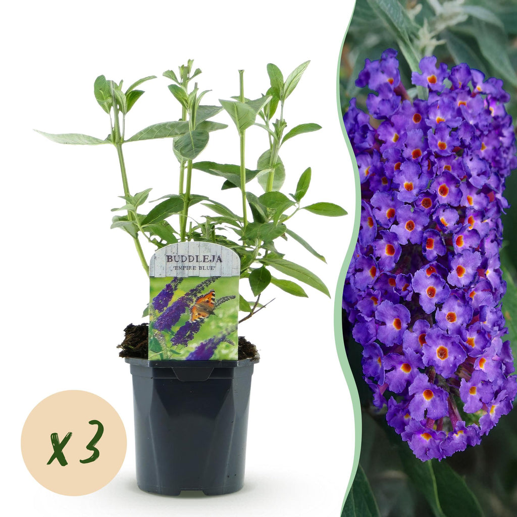 Tuinplant - Buddleja davidii Empire Blue - Vlinderstruik - Winterhard - Blauw - 3 Planten - Pot 17cm - Hoogte 45cm