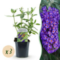 Tuinplant - Buddleja davidii Empire Blue - Vlinderstruik - Winterhard - Blauw - 3 Planten - Pot 17cm - Hoogte 45cm