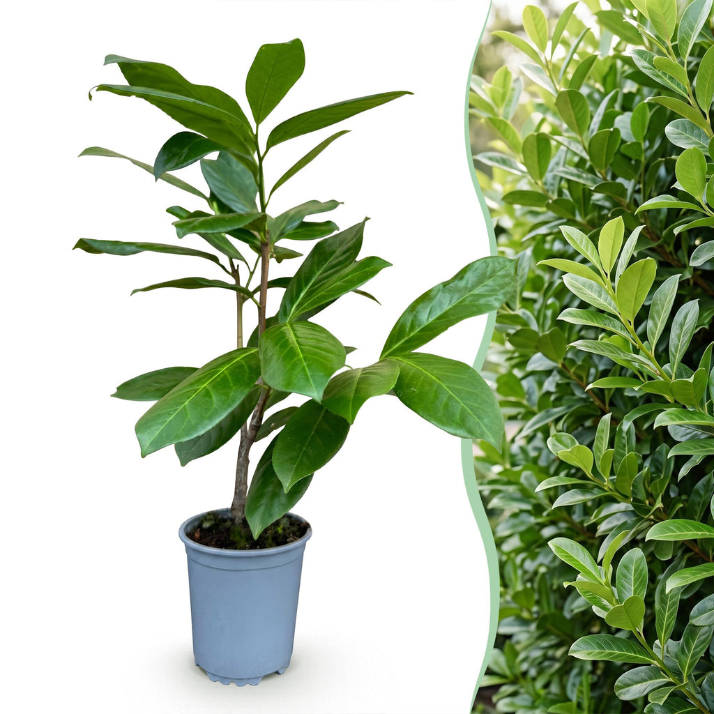24x Prunus laur. Rotundifolia - Laurierkers - Haagplanten - Groenblijvend - Groen - Pot 9cm - Hoogte 25-35cm
