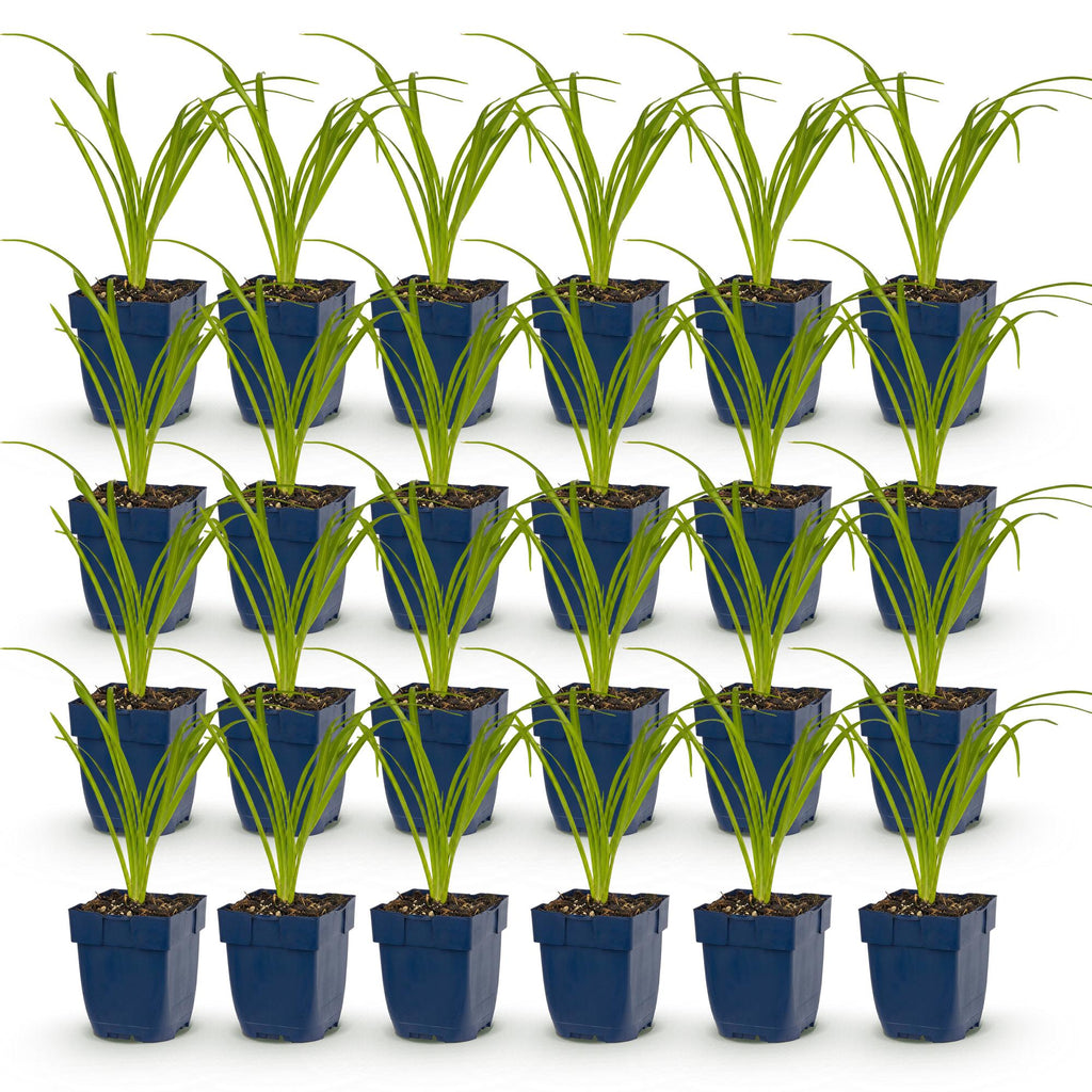 Vasteplant - Hemerocallis Tricolour - Daglelie - Bijen- en vlinderlokkers - Creme - Geel - Rood - 24 Planten - Pot 11cm - Hoogte 15-25cm
