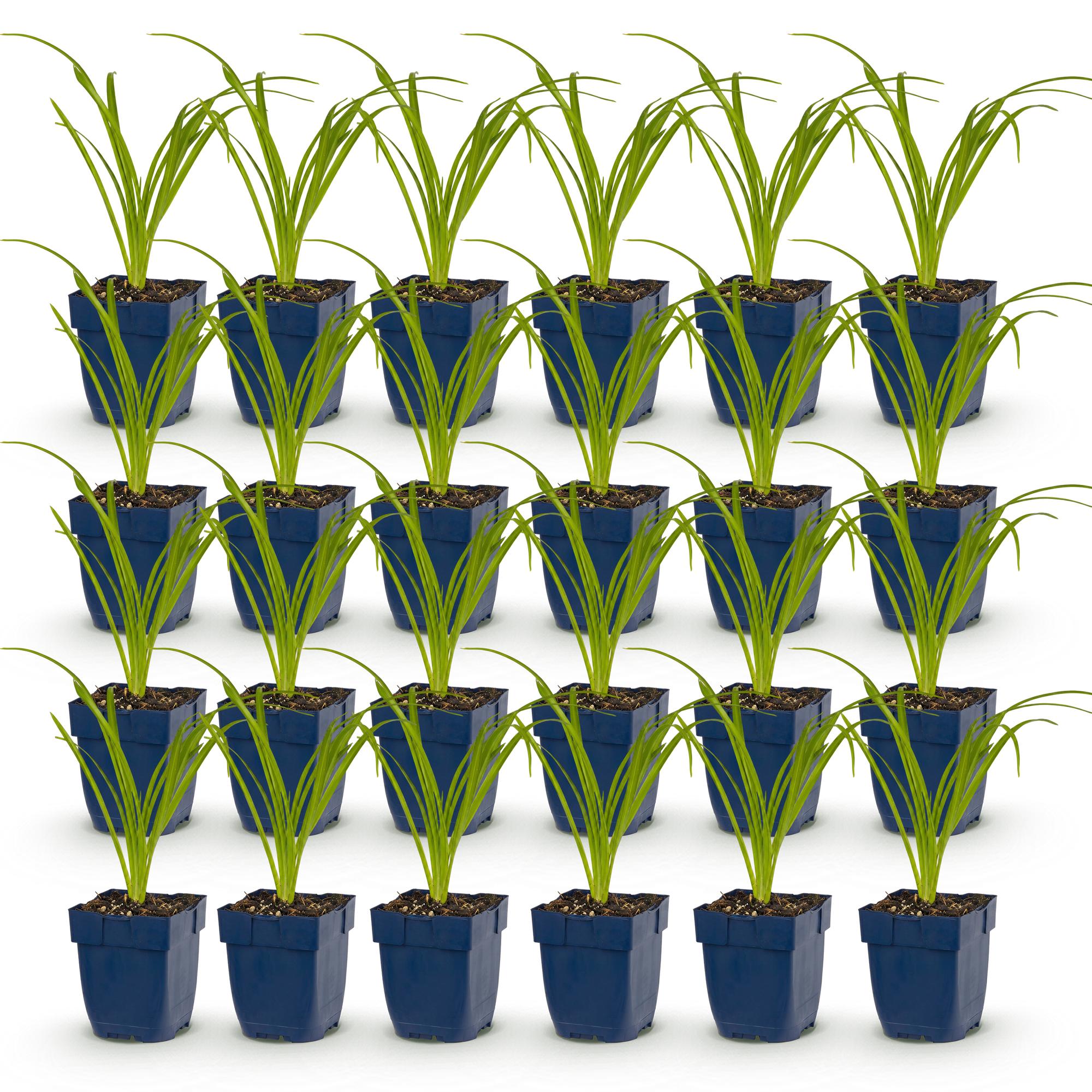Vasteplant - Hemerocallis Tricolour - Daglelie - Bijen- en vlinderlokkers - Creme - Geel - Rood - 24 Planten - Pot 11cm - Hoogte 15-25cm
