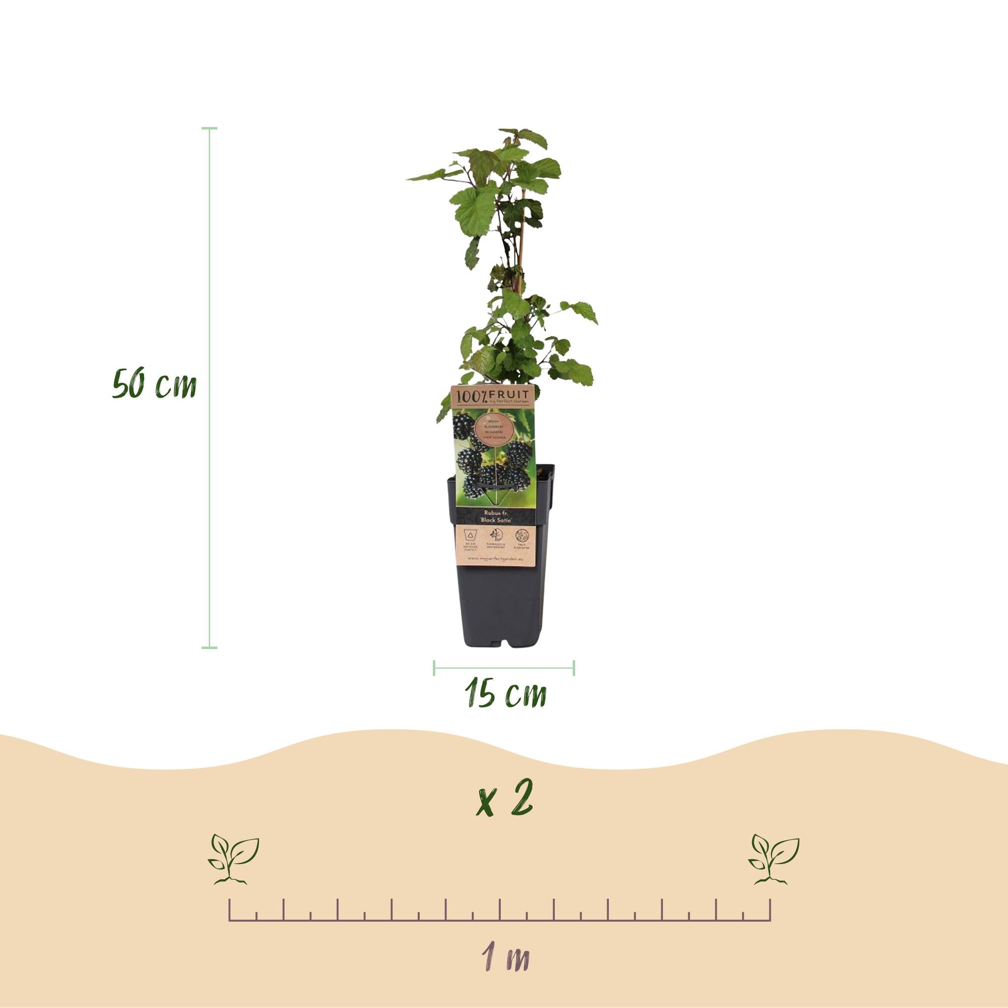 Fruitplant - Rubus fruticosus Black Satin - Bramenplant - Winterhard - Zwarte Braam - 2 Planten - Pot 15cm - Hoogte 50cm