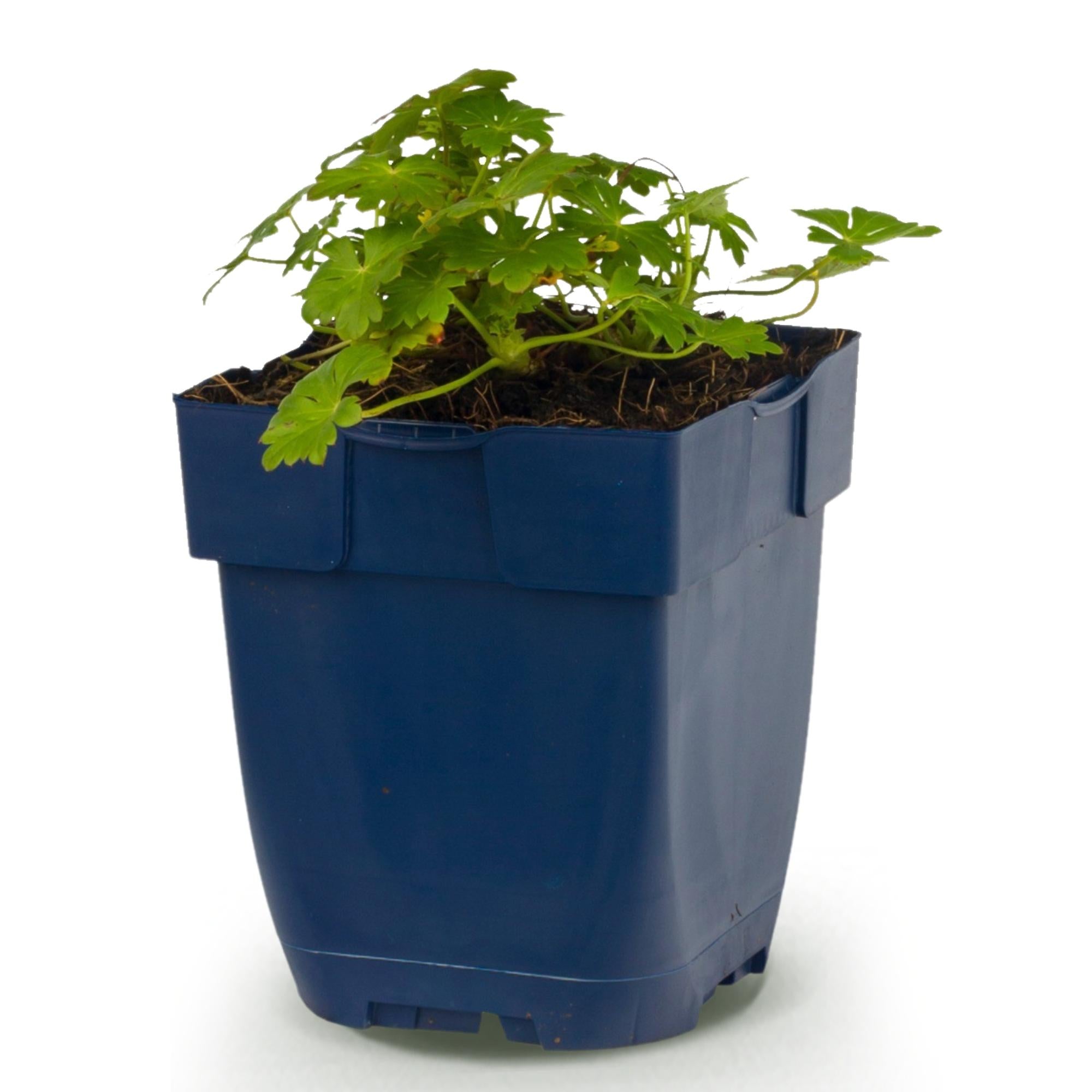 Vasteplant - Geranium macr. Spessart - Ooievaarsbek - Bodembedekkend - Wit-Roze - 1 Plant - Pot 11cm - Hoogte 15-25cm