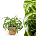 Kamerplant - Chlorophytum comosum Bonnie - Krullende Graslelie - Huisdiervriendelijke Plant - Groen - 1 Plant - met Mand - Pot 12cm - Hoogte 20cm