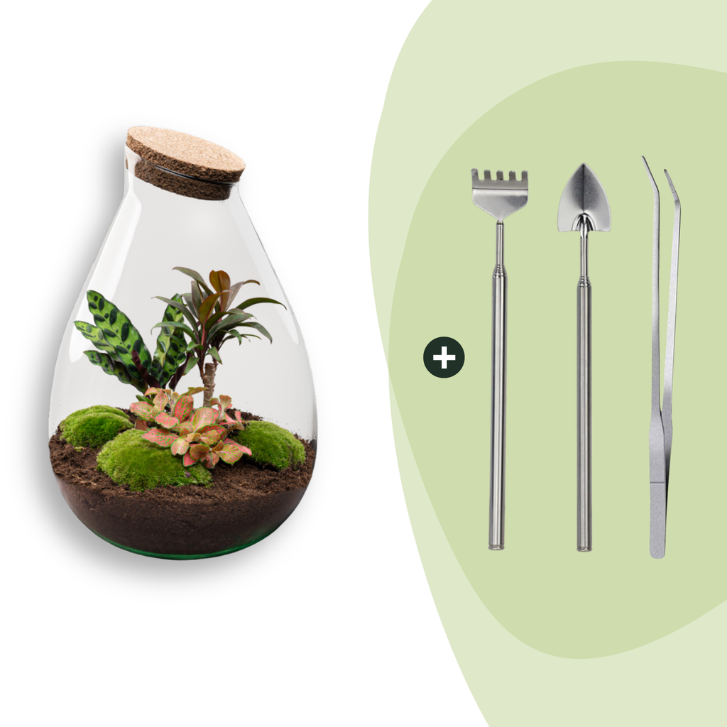 DIY Planten terrarium - Drop XL Palm - Ø 24 cm ↑ 37 cm - Rake + Shovel + Tweezer