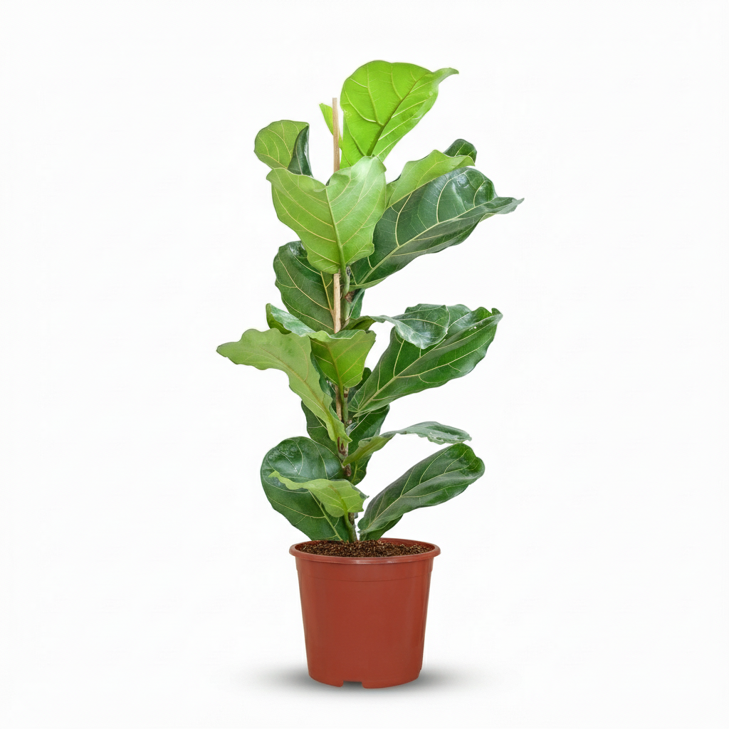 Kamerplant - Vioolbladplant - Ficus Lyrata - Groen - Weinig onderhoud - 1 Plant - Pot 21cm - Hoogte 75 - 85cm