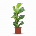 Kamerplant - Vioolbladplant - Ficus Lyrata - Groen - Weinig onderhoud - 1 Plant - Pot 21cm - Hoogte 75 - 85cm