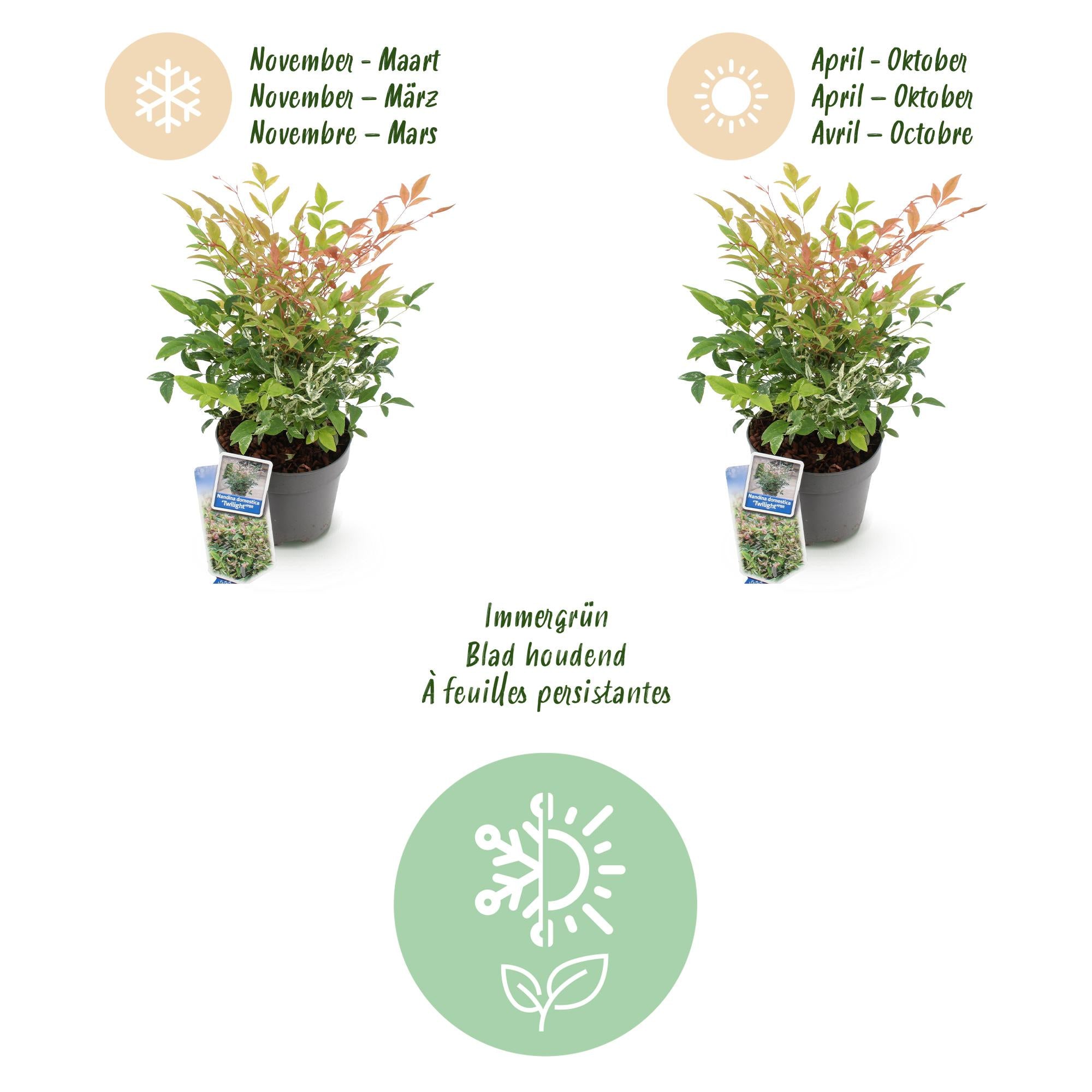Tuinplant - Nandina Twilight - Bont & Roze - 2 Planten - Groenblijvend - Weinig Onderhoud - Pot 17cm Hoogte 45cm