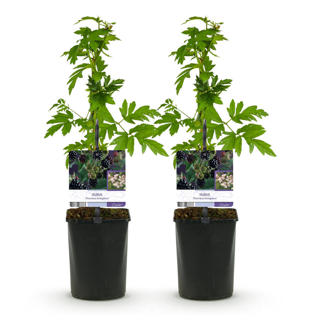 Fruitplant - Braam - Rubus Thornfree Evergreen - Zwarte Braam - Doornloos - 2 planten -  Pot 11cm Hoogte 40cm