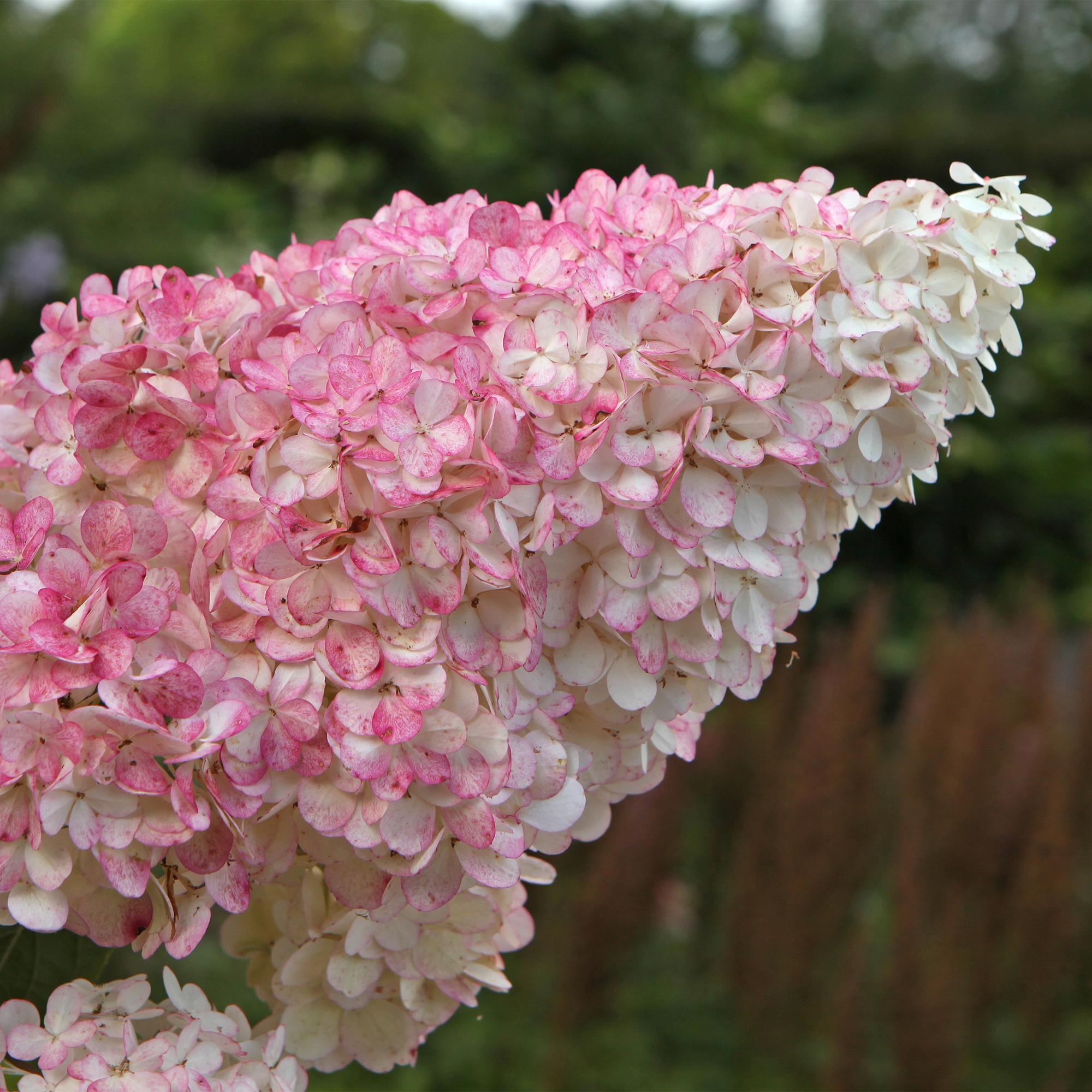 Pluim Hortensia - Hydrangea panniculata Vanille Fraise - Bloem Wit Roze  - 3 Planten 1 m2 - Bladverliezend - Grote Bloemen - Pot 17cm Hoogte 50cm