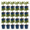 Vasteplant - Astilbe (A) Fanal - Pluimspirea - Schaduw - Rood - 24 Planten - Pot 11cm - Hoogte 15-25cm