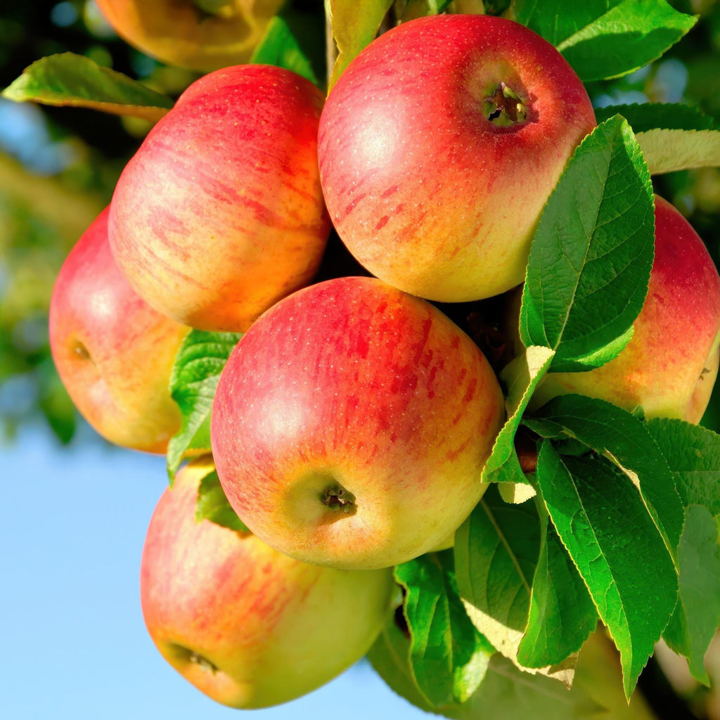 Fruitboom - Malus domestica Jonagold - Appelboom - Winterhard - Geel-Groene Appel - 1 Plant - Pot 21cm - Hoogte 90cm
