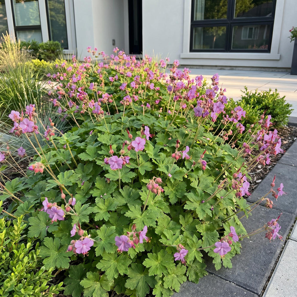 Vasteplant - Geranium macr. Czakor - Ooievaarsbek - Bodembedekkend - Paars-Roze - 6 Planten - Pot 11cm - Hoogte 15-25cm
