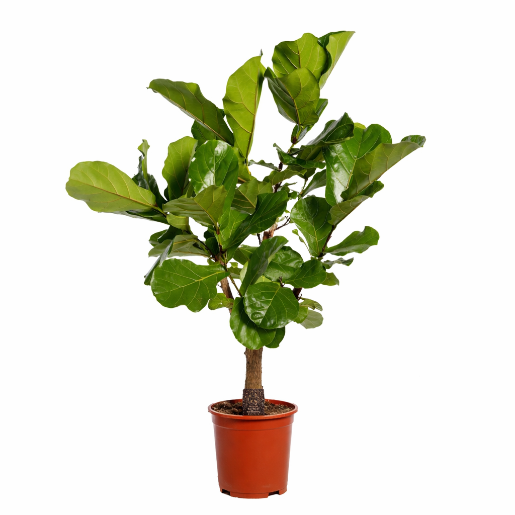 Ficus Lyrata vertakt - 130cm - ø 27cm