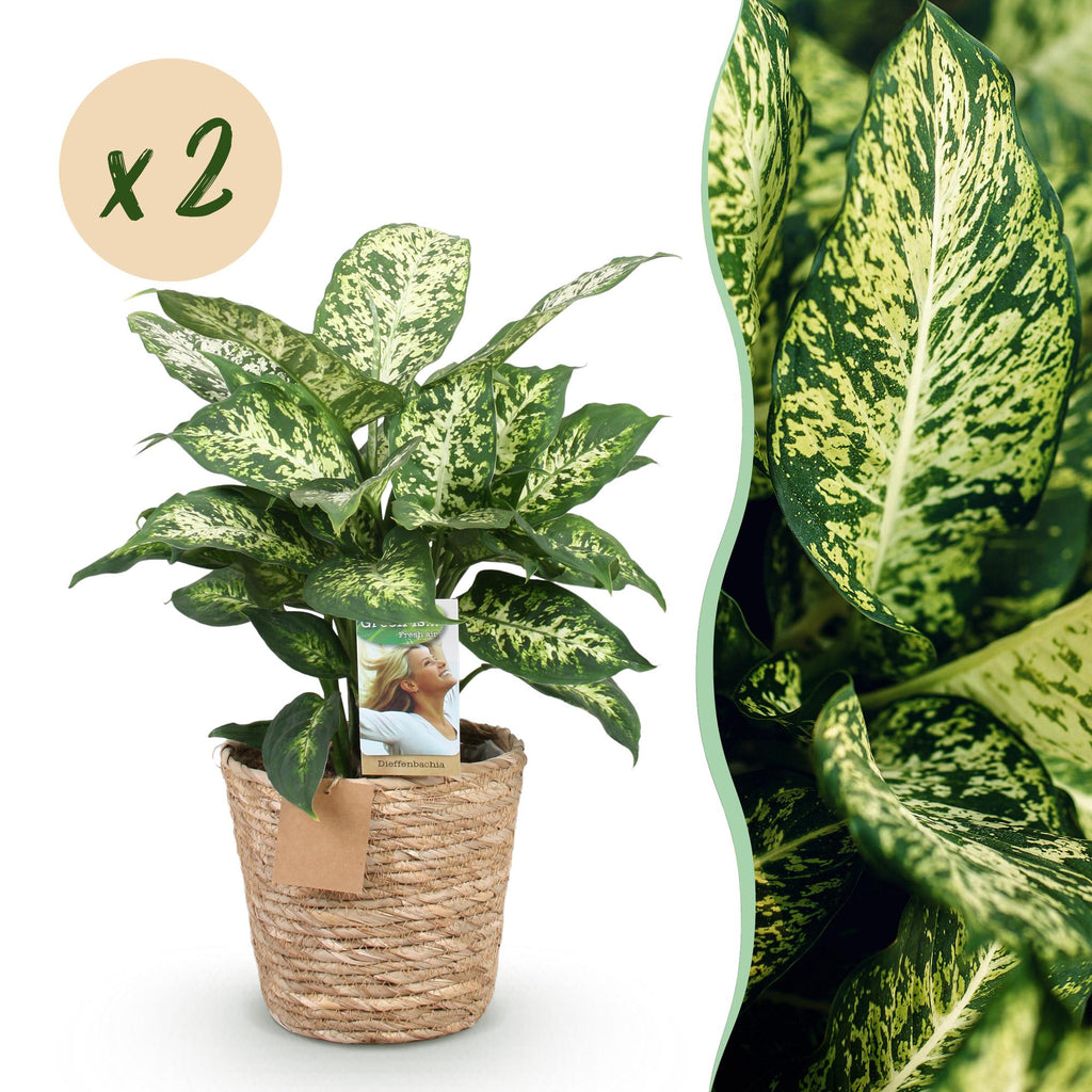 Green is... Kamerplanten - Diefenbachia Compacta - Dieffenbachia - Weinig onderhoud - met mand - Groen - 2 Planten - Pot 17cm - Hoogte 45-50cm