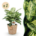 Green is... Kamerplanten - Diefenbachia Compacta - Dieffenbachia - Weinig onderhoud - met mand - Groen - 2 Planten - Pot 17cm - Hoogte 45-50cm