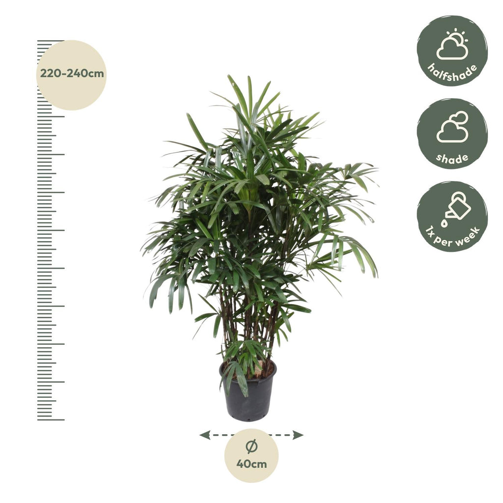 Rhapis Excelsa -200 cm - ø34