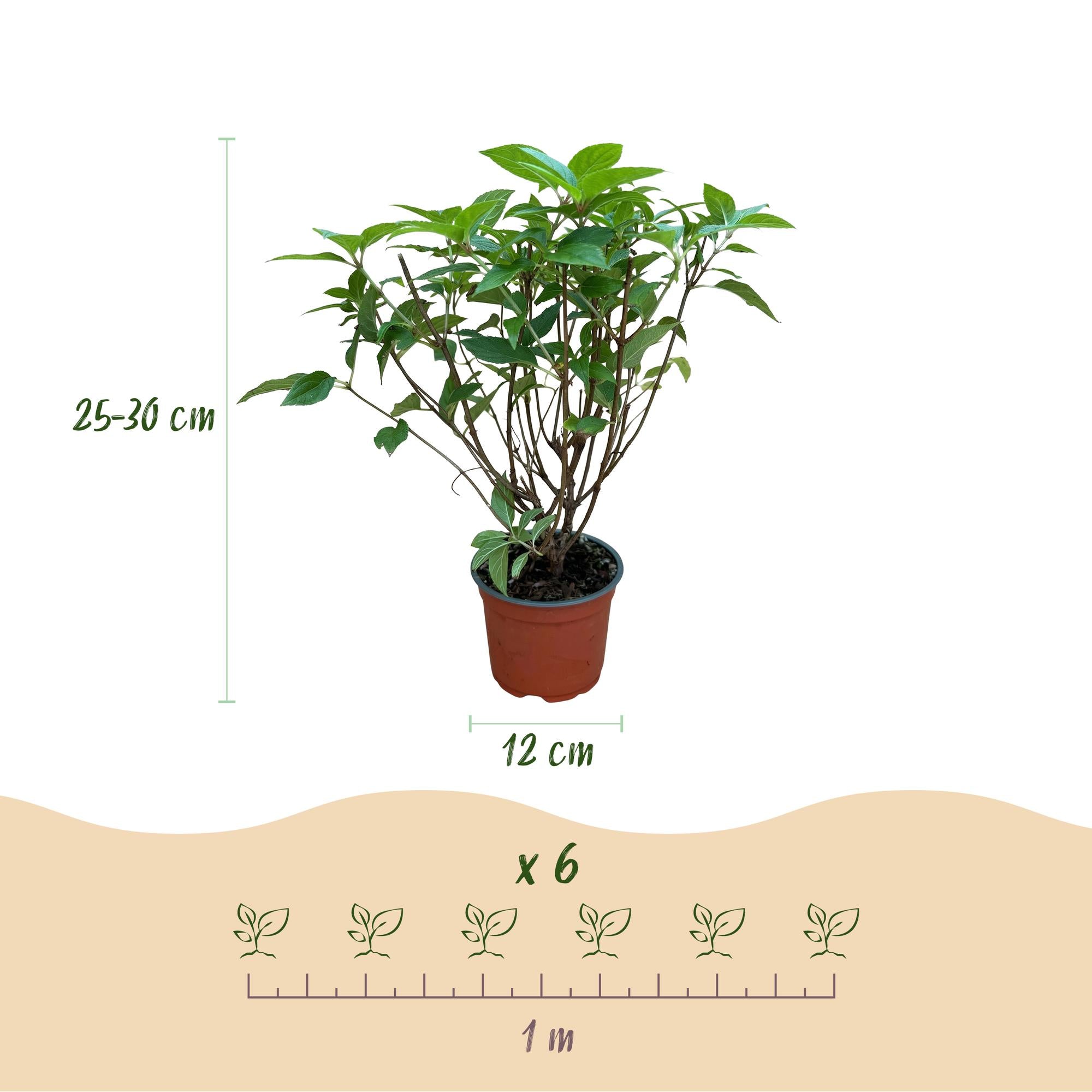 Tuinplant - Hydrangea panniculata Limelight - Pluimhortensia - Winterhard - Lime Groen - 1 Plant - Pot 12cm - Hoogte Hoogte 20-30cm