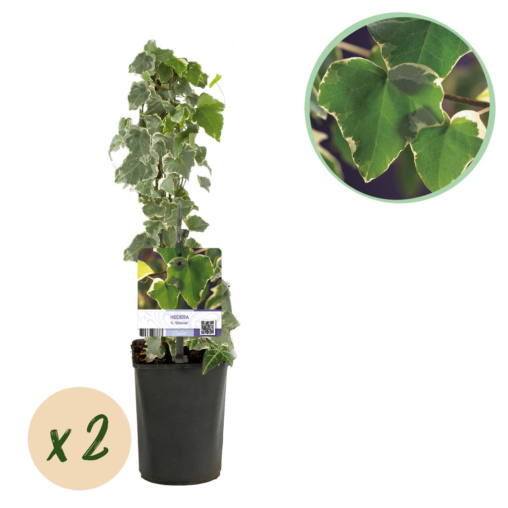 Klimplant - Hedera helix Glacier -  Blad Bont - Groenblijvend - 2 planten - Pot 11cm Hoogte 40cm