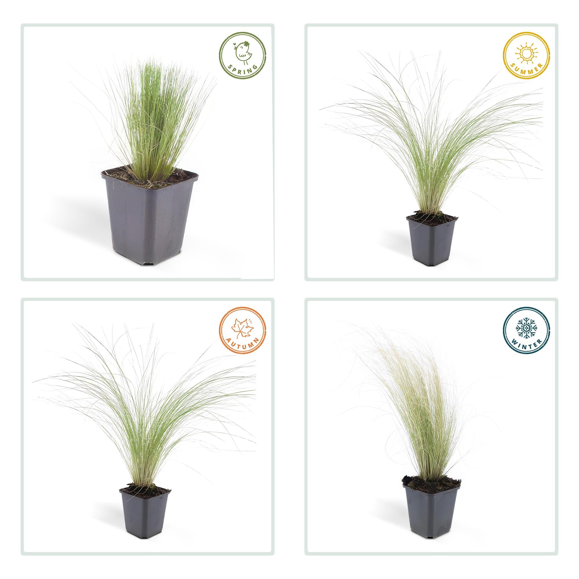 60x Stipa tenuissima 'Ponytails' - ↕10-25cm - Ø9cm
