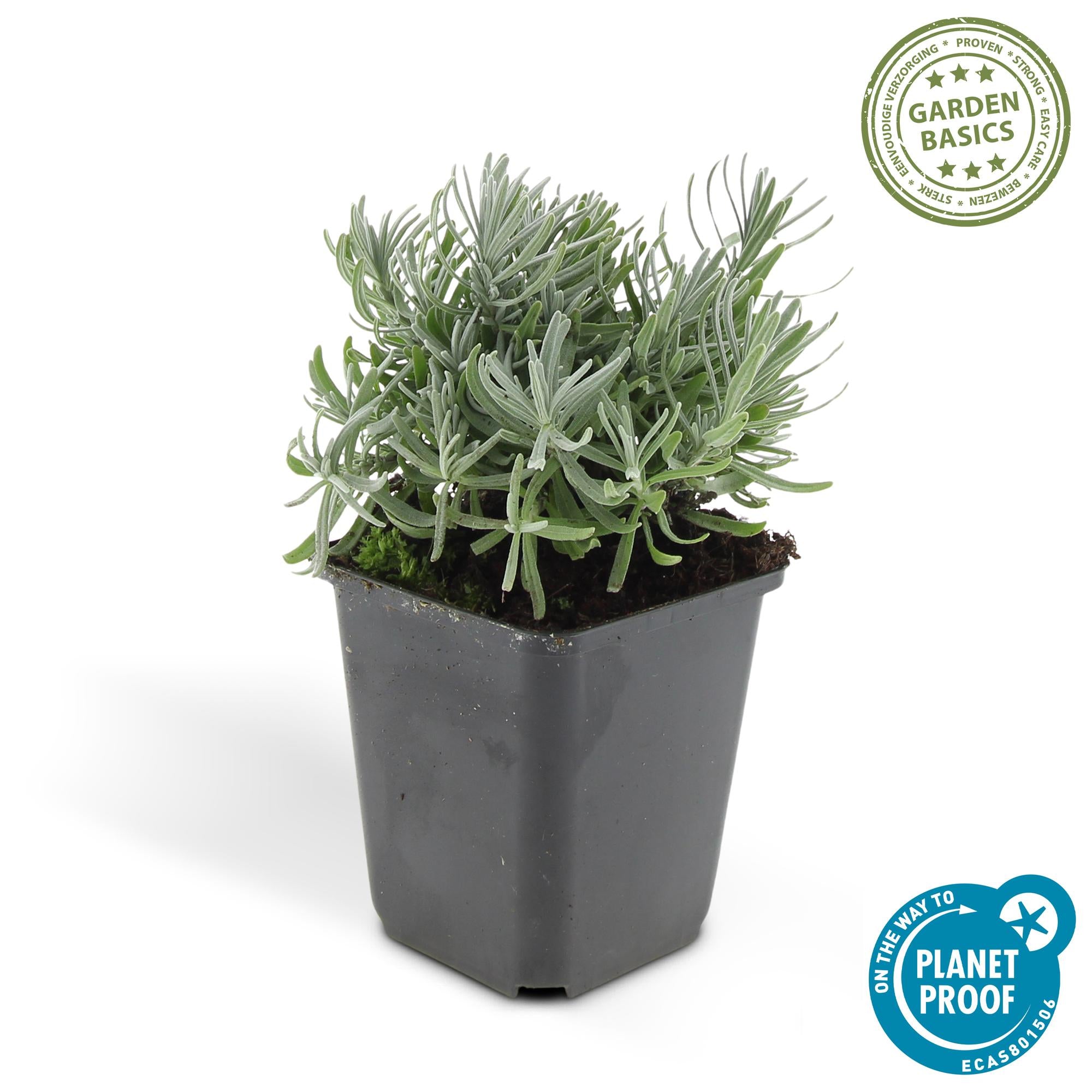 60x Lavandula 'Hidcote' - ↕10-25cm - Ø9cm