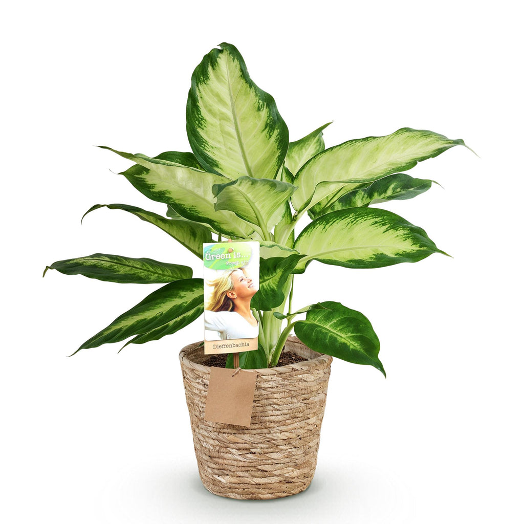 Green is... Kamerplanten - Diefenbachia Camilla - Dieffenbachia - Weinig onderhoud - met mand - Groen - 1 Plant - Pot 17cm - Hoogte 45-50cm