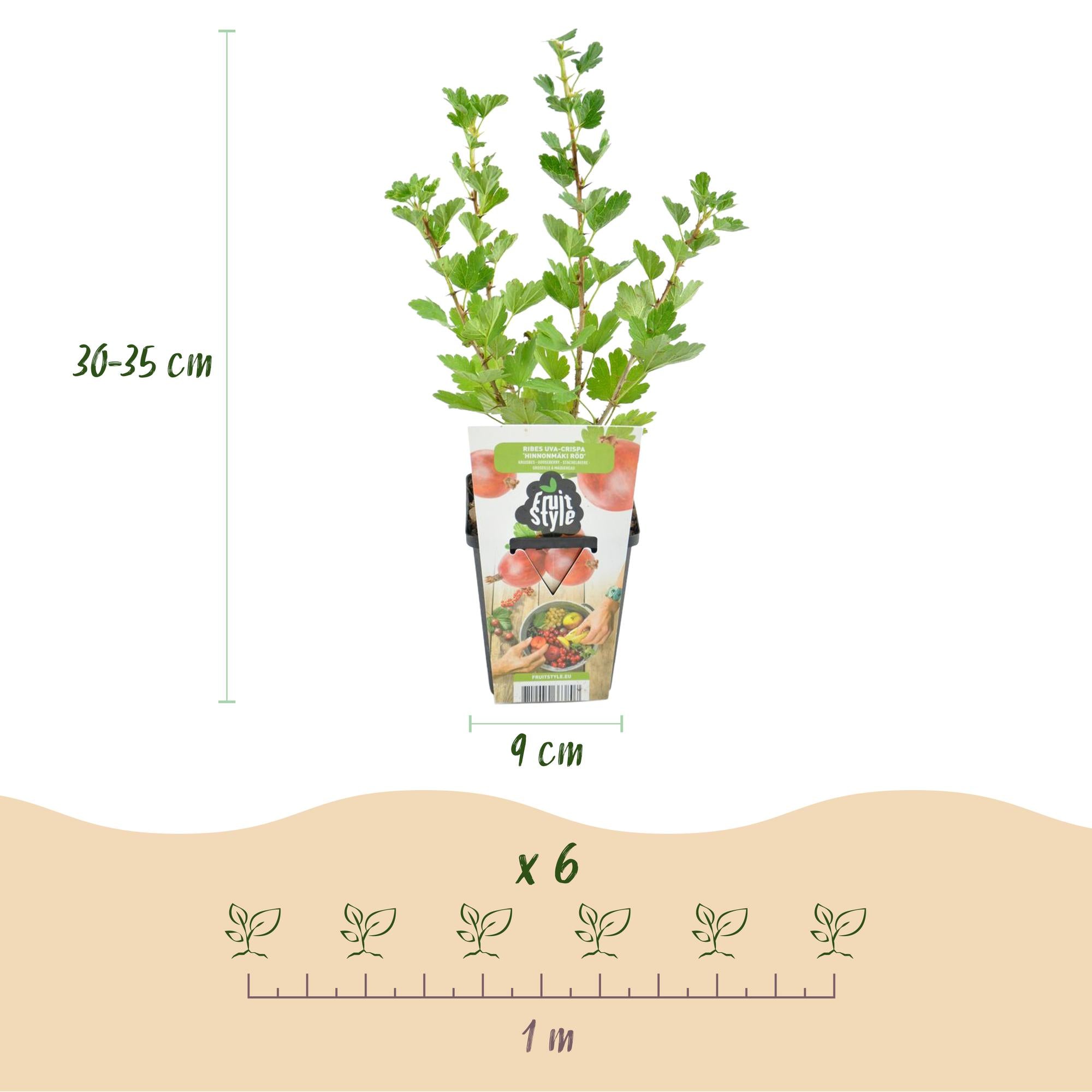 Fruitplanten - Kruisbes - Ribes uva-crispa Hinnonmaki Rod - Winterhard - 6 Planten - Pot 9 cm - Rode Bes