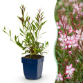 Vasteplant - Gaura lindh. Rosyjane - Prachtkaars - Bijen- en vlinderlokkers - Roze - 12 Planten - Pot 11cm - Hoogte 15-25cm