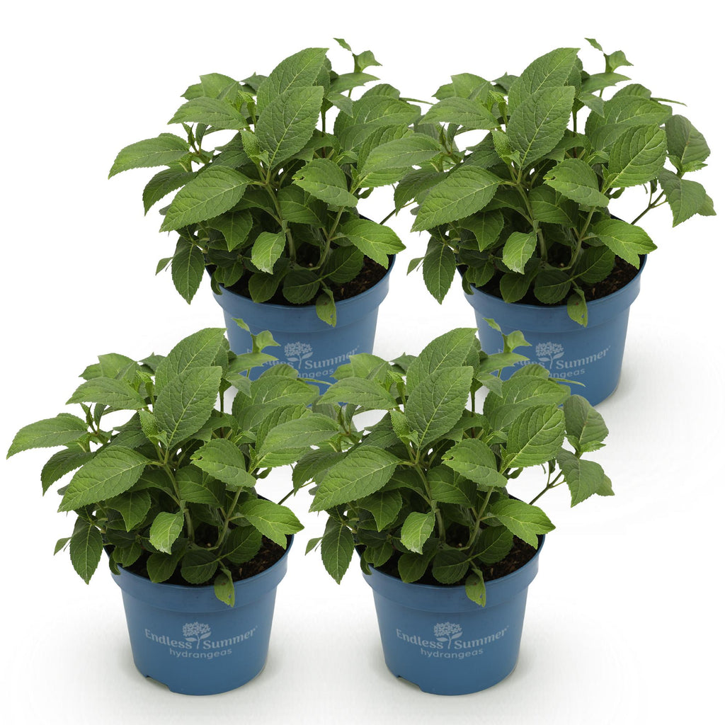Tuinplant - Hydrangea Endles Summer The Bride - Hortensia - Winterhard - Wit - 4 Planten - Pot 14cm - Hoogte 20-25cm