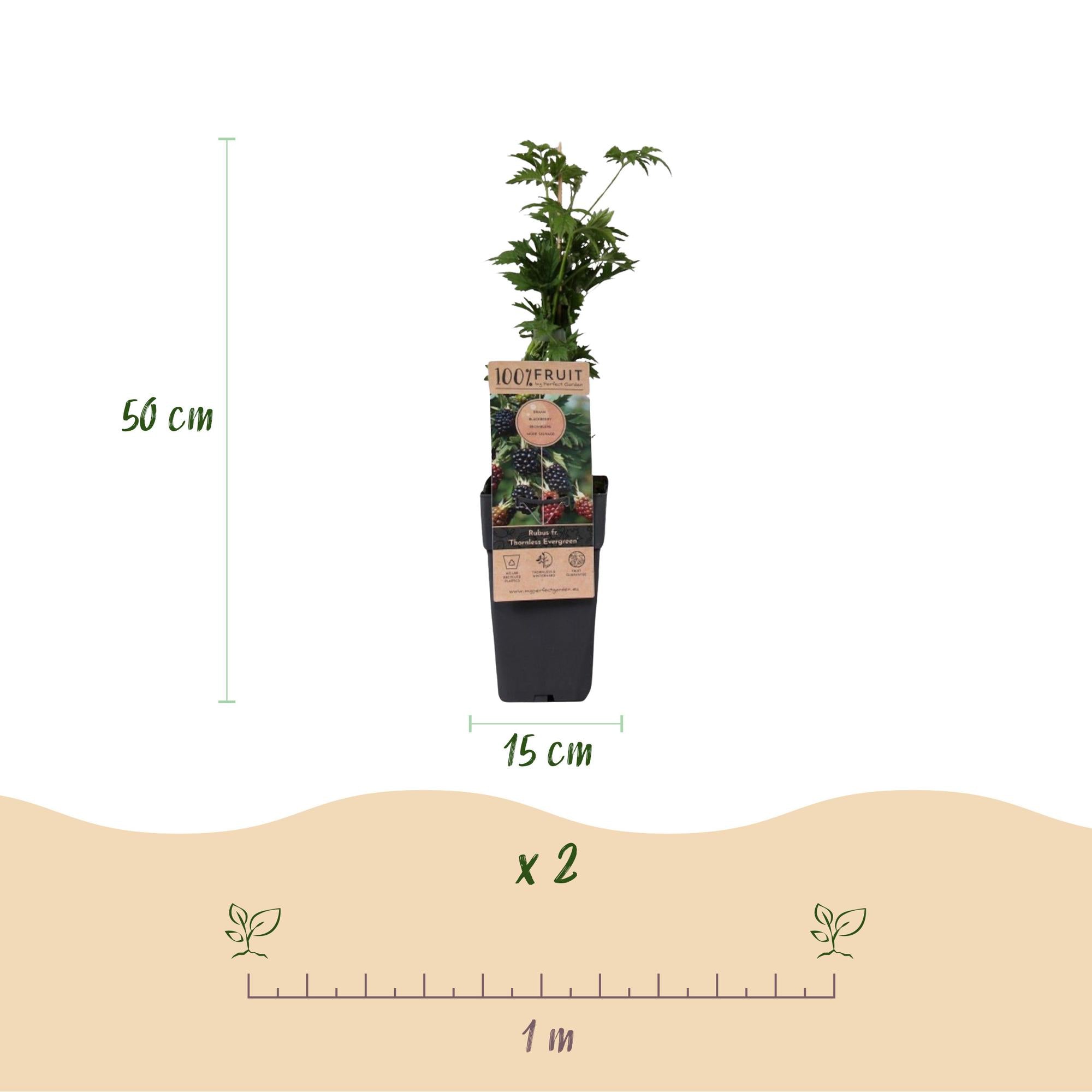 Fruitplant - Rubus fruticosus Thornless Evergreen - Bramenplant - Doornloos - Zwarte Braam - 2 Planten - Pot 15cm - Hoogte 50cm