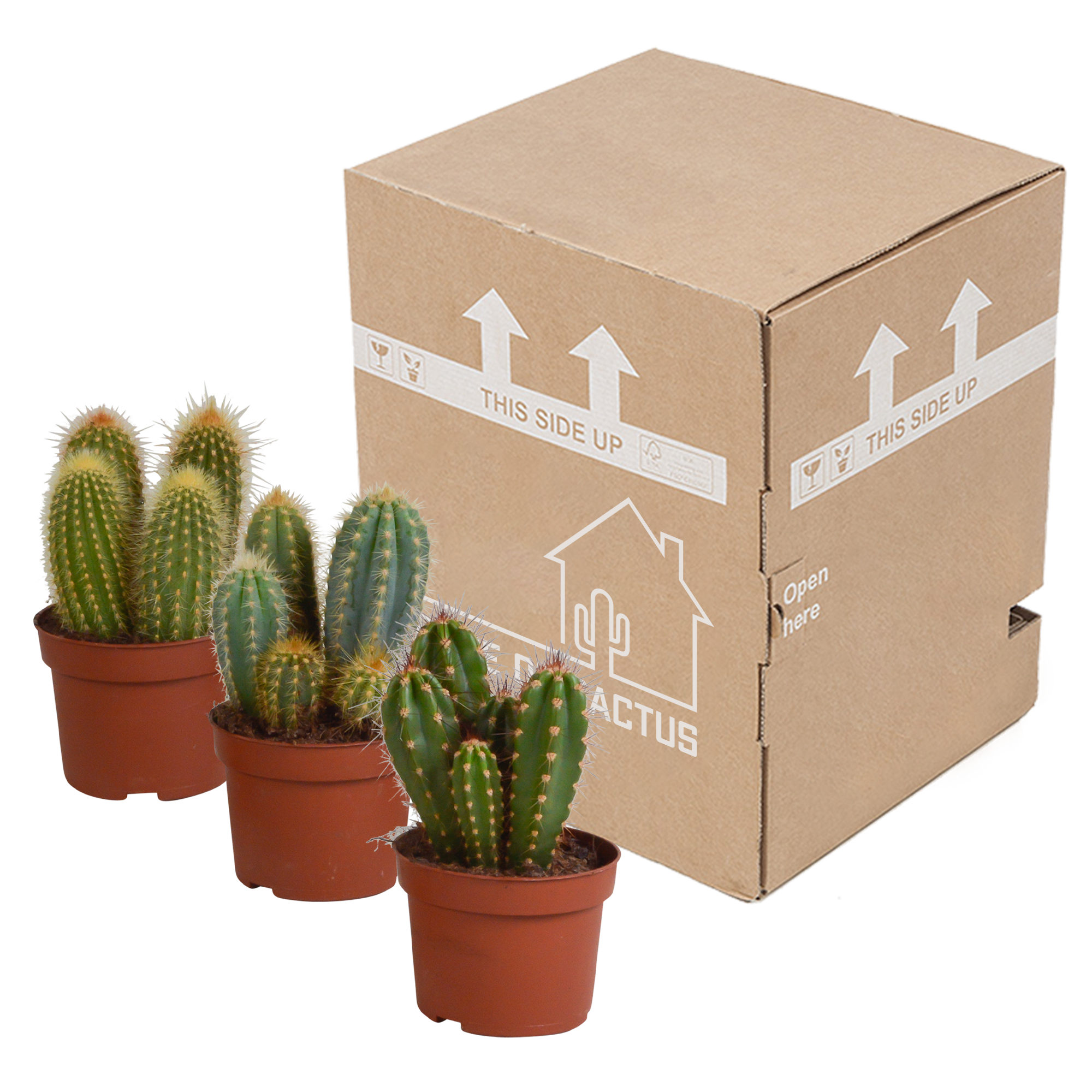 Cereus mix 10,5cm - 3x - zonder pot