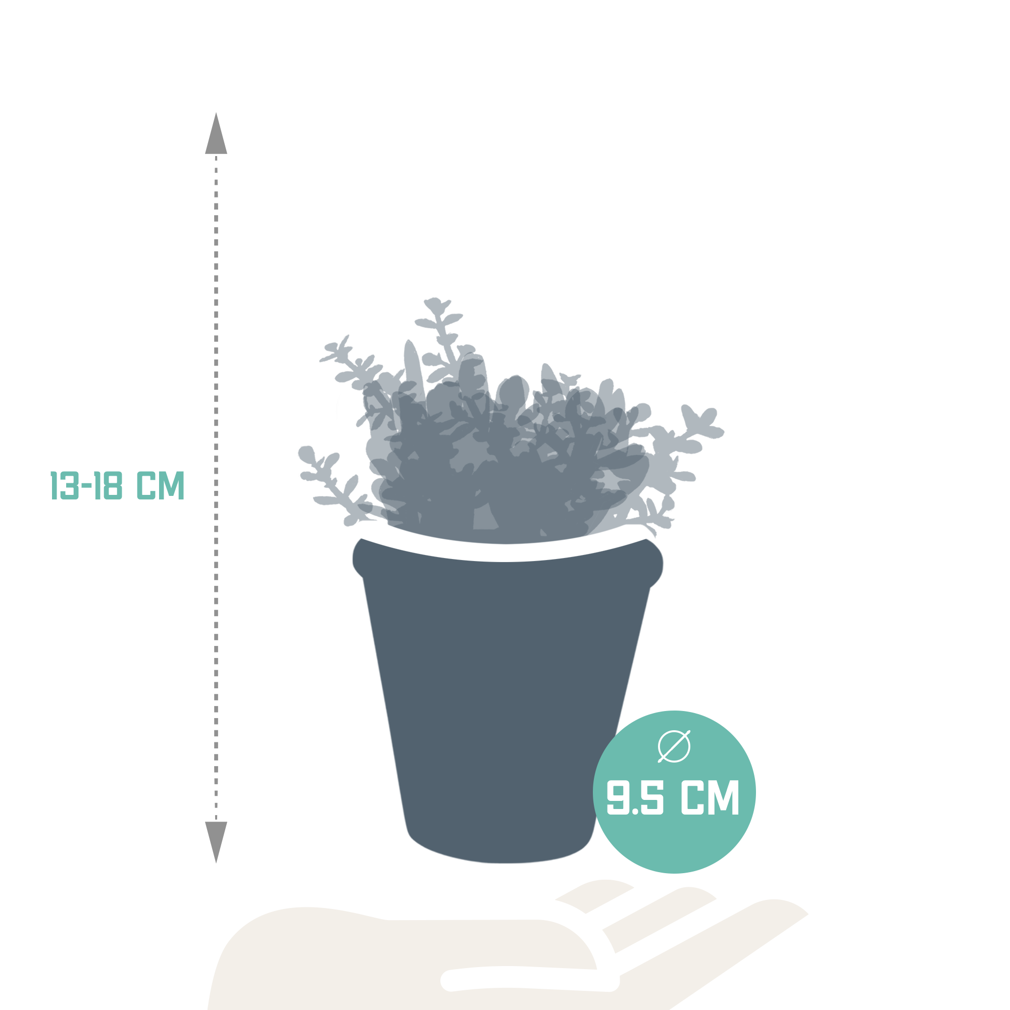 Crassula mix 8.5 cm - 3x - in terracotta pot