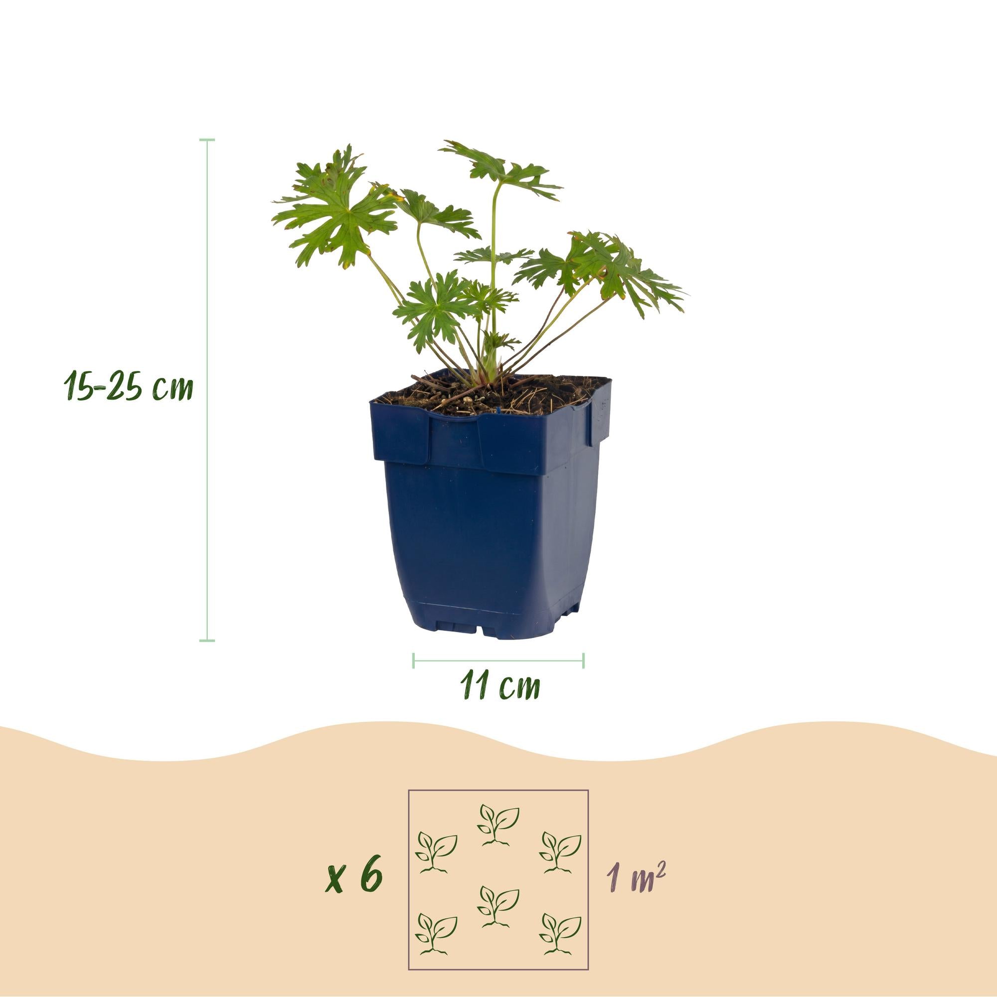 Vasteplant - Geranium Johnson's Blue - Ooievaarsbek - Bodembedekkend - Blauw - 3 Planten - Pot 11cm - Hoogte 15-25cm