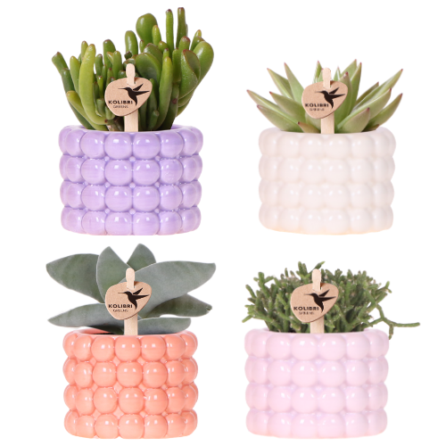 Kolibri Company | Plantenset Poppy Mix | Paars, wit, oranje & roze met groene planten Ø6 cm