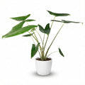 Kamerplant - Olifantsoor - Alocasia Zebrina - Groen - Weinig onderhoud - 1 Plant - met Potter Wit - Pot 21 cm - Hoogte 70 - 75cm