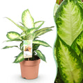 Green is... Kamerplanten - Diefenbachia Camilla - Dieffenbachia - Weinig onderhoud - Groen - 1 Plant - Pot 17cm - Hoogte 45-50cm