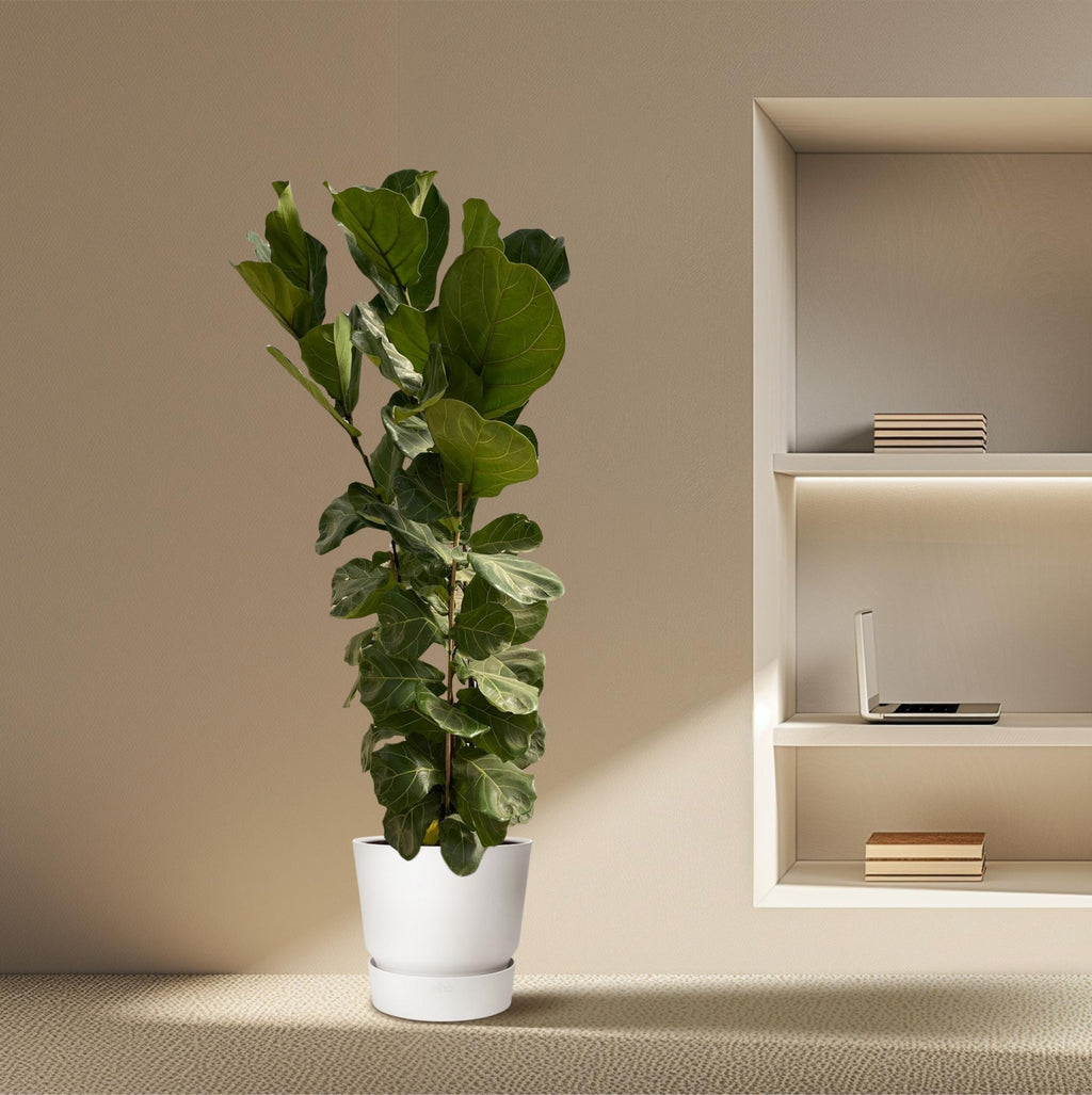 Ficus Lyrata struik - 180 cm - Ø27