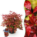 Tuinplant - Nandina Blush Pink - Donker Roze - 1 Plant - Groenblijvend - Weinig Onderhoud - Pot 17cm Hoogte 40cm