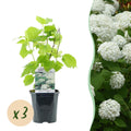 Pluim Hortensia - Hydrangea arborescens Annabelle - Bloem Wit - 3 Planten - 1 m2 - Bladverliezend - Grote Bloemen - Pot 17cm Hoogte 50cm